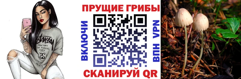 Псилоцибиновые грибы Psilocybe  KRAKEN ссылки  Верхний Уфалей  цена наркотик 
